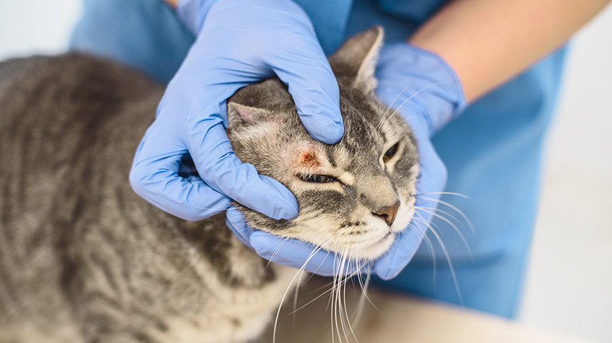 圖片 【貓濕疹全攻略】貓濕疹會傳染嗎？詳解貓濕疹原因、治療及預防方法