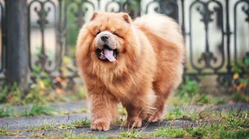 圖片 【鬆獅犬飼養全攻略】鬆獅狗飼養貼士| 性格| 領養及照顧懶人包