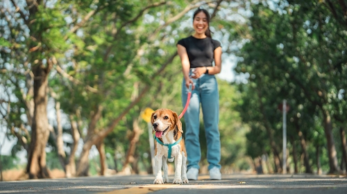 圖片 【寵物保姆全攻略】價錢| 服務比較| 如何選擇寵物照顧者？