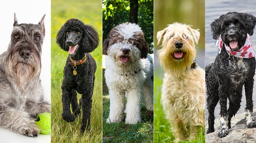 圖片 【不掉毛中型犬推薦】5大低致敏犬種| 照顧重點| 美容次數全指南