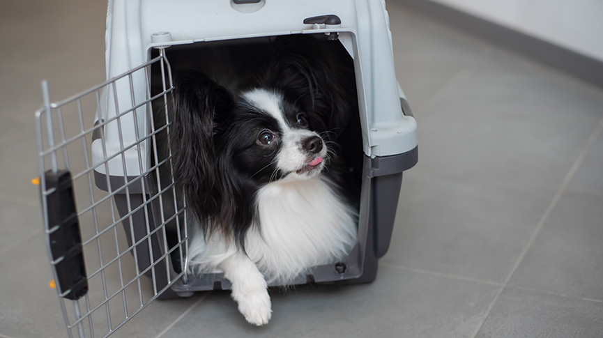 圖片 【寵物入境香港】文件要求| 檢疫流程| 費用及常見問題全攻略