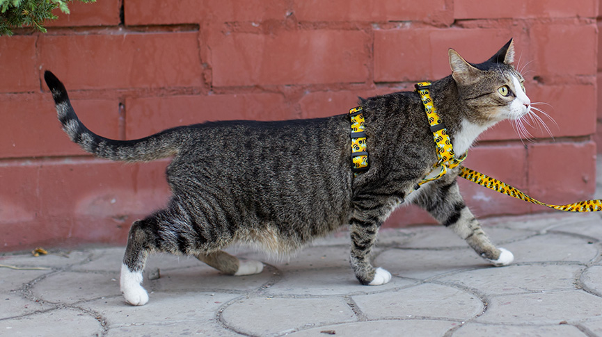 圖片 春天遛貓指南| 帶貓出街前必讀準備與注意事項