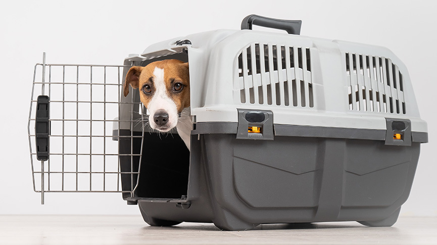 圖片 中型犬運輸籠/飛機籠選擇指南 呎寸| 物料| 安全性注意事項