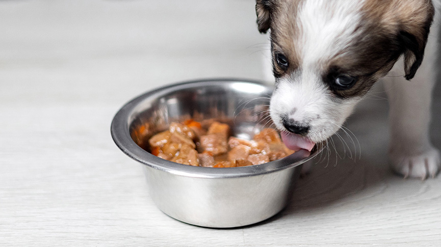 圖片 狗碗怎樣選最安全？不鏽鋼、陶瓷及塑膠比較｜慢食碗＋碗架完整指南