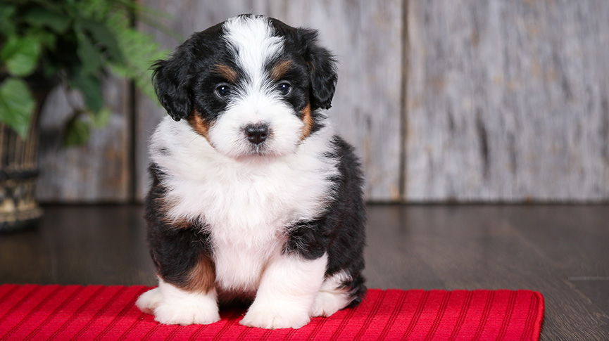 圖片 伯恩山貴婦犬好養嗎？Bernedoodle性格、體型、掉毛度與飼養重點