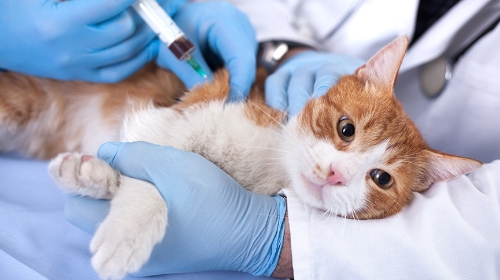 圖片 寵物要否打新冠疫苗和流感疫苗？貓狗適用疫苗接種指南