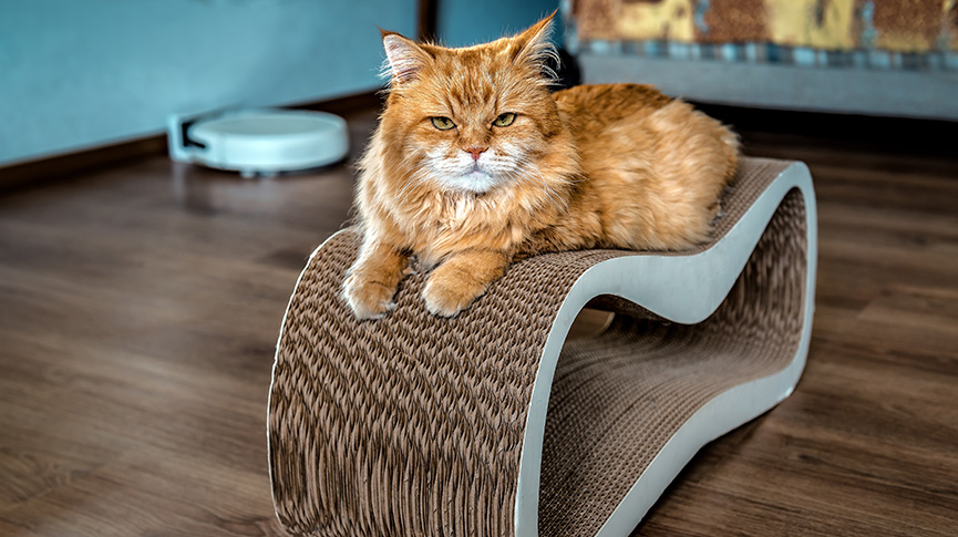 圖片 【貓抓屋推薦指南】從瓦楞紙到設計款| 教你為愛貓挑選安樂窩兼傢俬救星