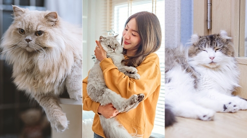 圖片 【長毛貓品種全攻略】英國長毛貓| 波斯貓| 美國長毛貓性格、健康與飼養指南