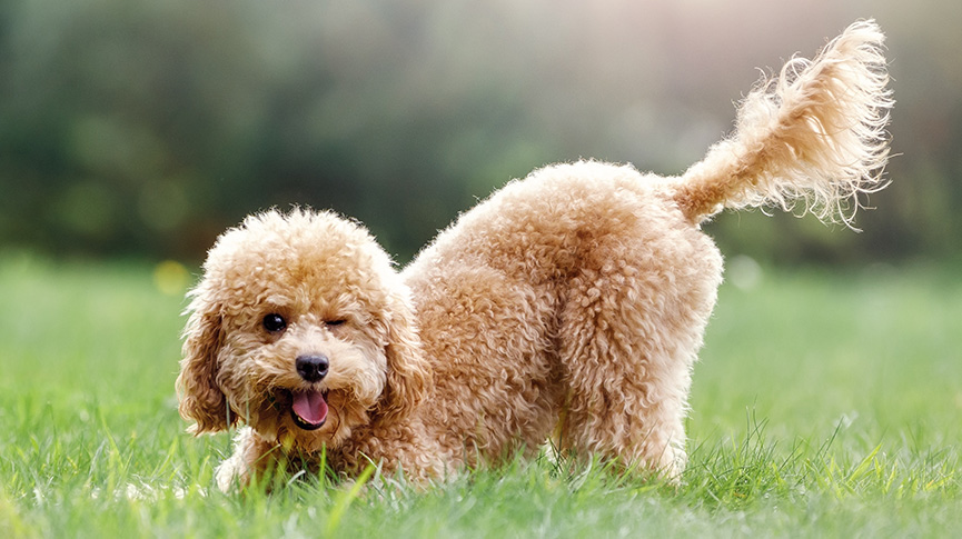 圖片 狗狗過熱5大警號| 寵主必讀狗狗散熱攻略| 香港夏日降溫秘笈