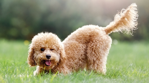 圖片 狗狗過熱5大警號| 寵主必讀狗狗散熱攻略| 香港夏日降溫秘笈