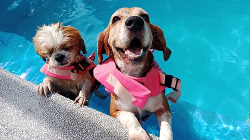 圖片 【帶狗游水懶人包】香港游水地點推介| 必備用品| 安全須知全攻略