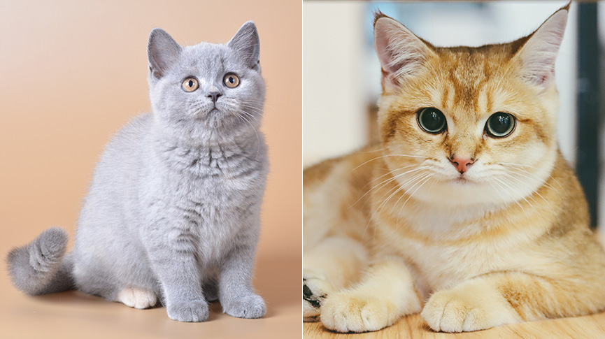 圖片 【英短藍貓 vs 金漸層】哪款更受歡迎？外觀差異、性格、飼養懶人比較
