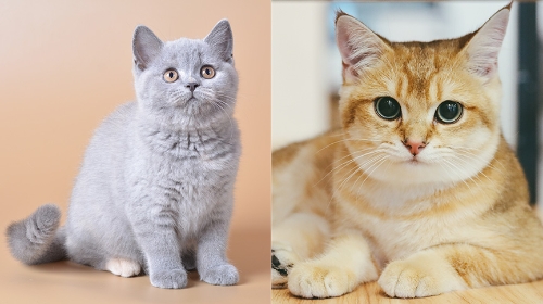 圖片 【英短藍貓 vs 金漸層】哪款更受歡迎？外觀差異、性格、飼養懶人比較