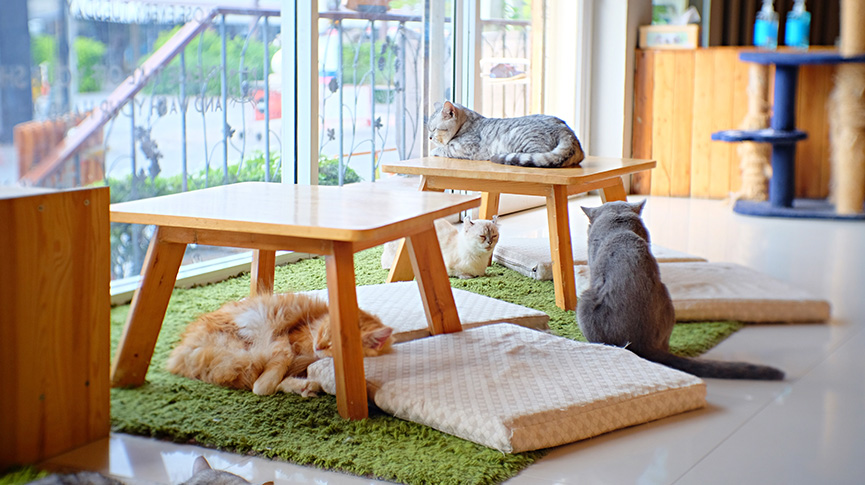 圖片 【貓咪寄宿全攻略】5大挑選重點| 香港收費| 入住前清單