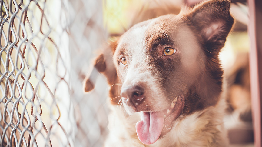 圖片 【愛牠就不要拋棄牠】香港棄養寵物原因、後果及解決方法