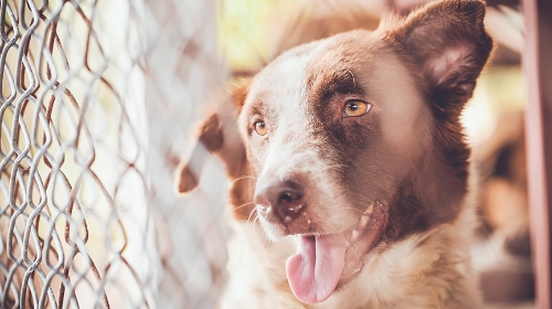 圖片 【愛牠就不要拋棄牠】香港棄養寵物原因、後果及解決方法