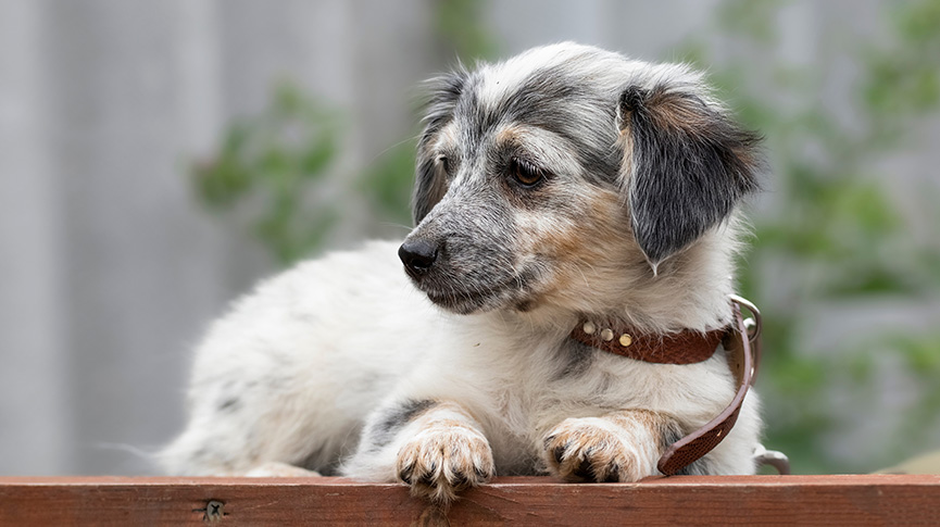 圖片 【領養代替購買】給浪浪一個家 領養流浪貓狗必須考慮5件事