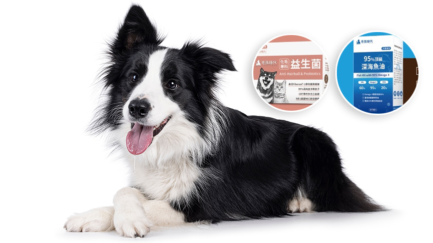 圖片 毛孩時代Petstimes評價全解析|益生菌、魚油功效+人氣商品推薦