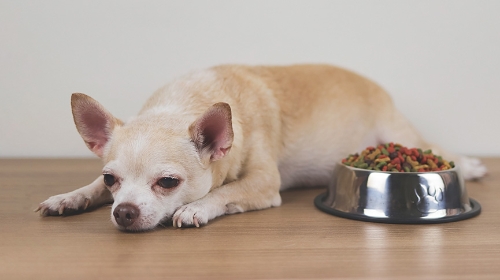 圖片 【狗狗胰臟炎】毛孩腹痛嘔吐？獸醫詳解狗胰臟炎原因、症狀及治療費用