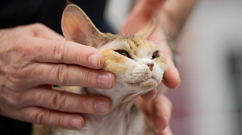 圖片 【貓甲狀腺亢進】詳解貓甲亢症狀、原因、飲食控制及檢查