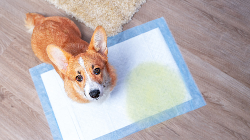 圖片 狗尿道炎怎麼辦？症狀、成因、治療及預防| 狗尿道炎會自己好嗎？
