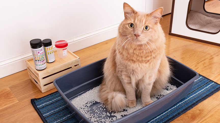 圖片 貓尿道炎怎麼辦？5大貓尿道炎症狀與成因| 死亡風險| 檢查指南