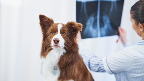 圖片 貓狗照X光定超聲波？分清兩大影像檢查分別| 香港收費參考