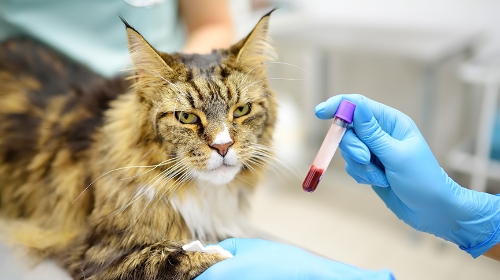 圖片 貓狗血液檢查驗什麼？驗血項目、費用及注意事項一覽