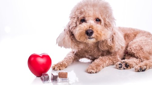 圖片 【守護毛孩心臟】寵物心臟超聲波費用、流程及必要性分析