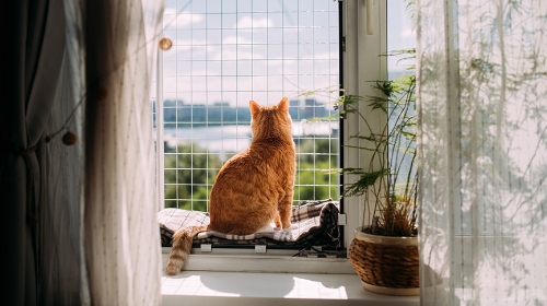 圖片 【領養貓咪】如何準備義工家訪？窗網安裝指南| 建造貓咪安樂窩