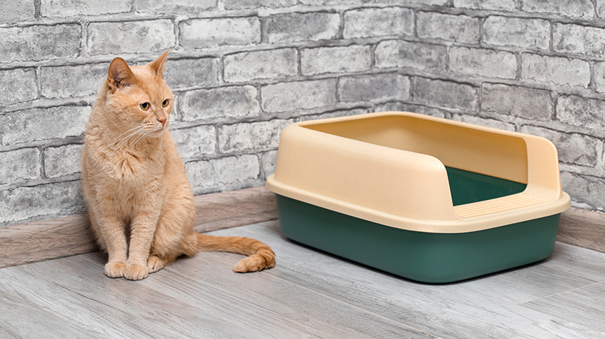 圖片 【貓驗尿全攻略】貓尿顏色、氣味、尿檢指標| 三步教你採集貓尿