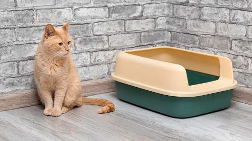 圖片 【貓驗尿全攻略】貓尿顏色、氣味、尿檢指標| 三步教你採集貓尿