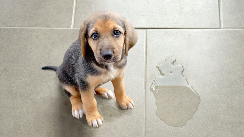 圖片 【狗尿液檢查】從尿液顏色到尿比重| 一文看懂狗狗健康警號