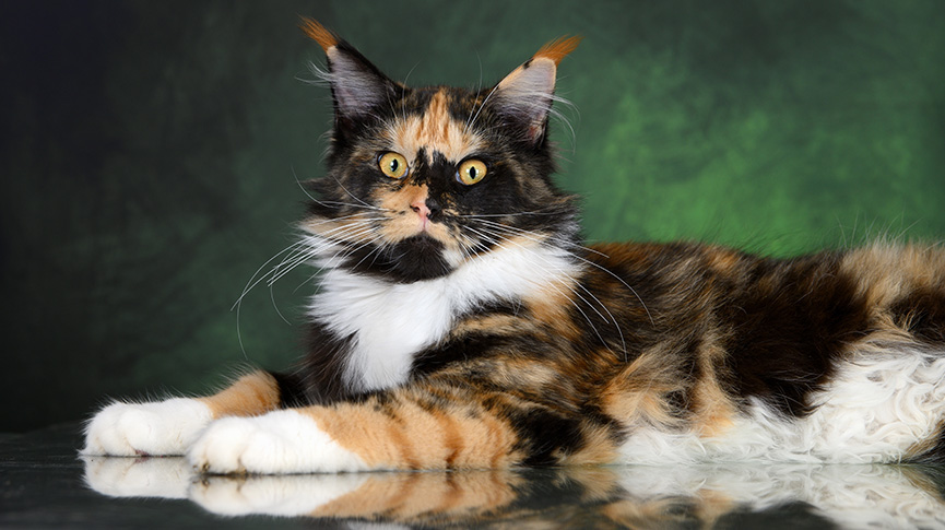 圖片 【三花緬因貓的魅力】性格特質| 稀有基因| 常見健康問題