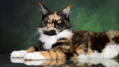 圖片 【三花緬因貓的魅力】性格特質| 稀有基因| 常見健康問題