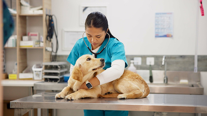 圖片 【寵物急症指南】香港寵主必讀5大緊急情況及應對方法