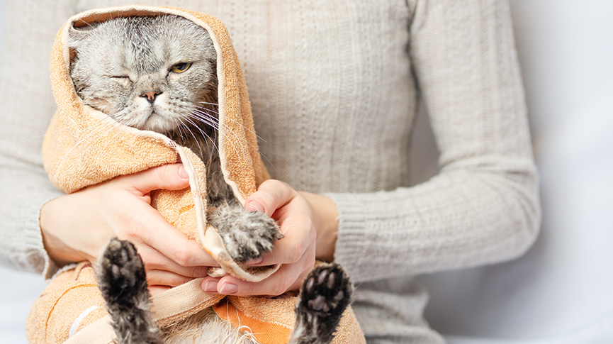 圖片 寵物乾洗粉用法全攻略｜告別洗澡大作戰！成分、安全和用法一覽