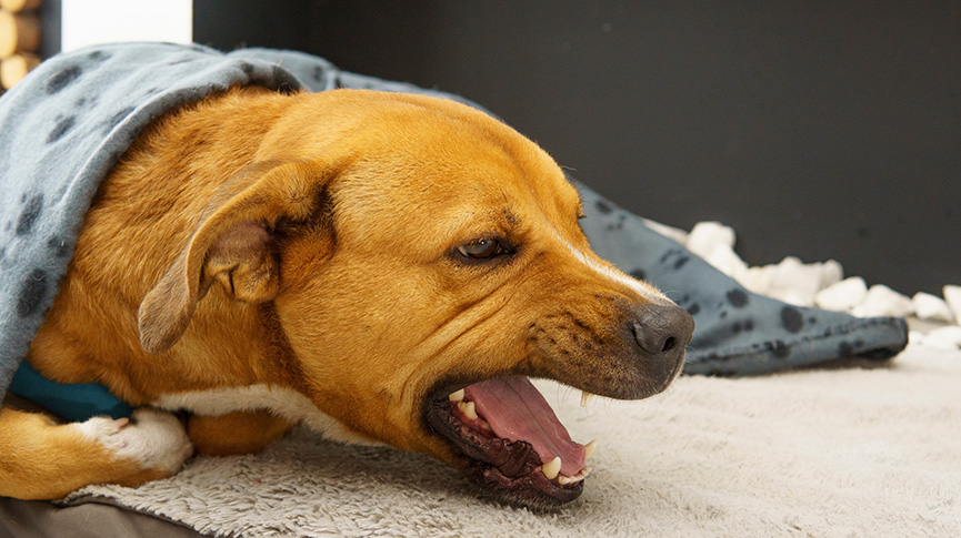 圖片 狗狗咳嗽不停怎麼辦？狗房咳成因、症狀、檢查及家居護理方案