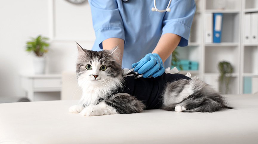 圖片 貓咳嗽是感冒還是氣喘?5大貓咳嗽原因、症狀、舒緩方法與檢查建議