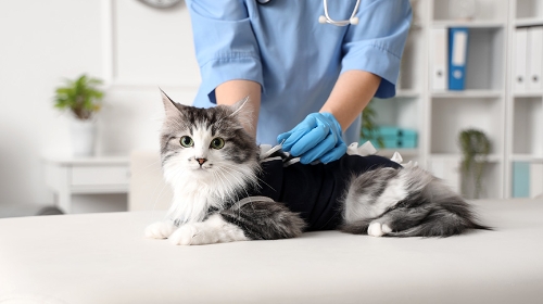 圖片 貓咳嗽是感冒還是氣喘？5大貓咳嗽原因、症狀、舒緩方法與檢查建議