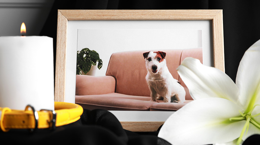 圖片 骨灰晶石、毛髮吊飾| 如何悼念離世寵物?選擇寵物善終注意事項