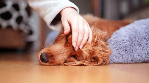 圖片 狗狗隱形殺手:鉤端螺旋體病症狀、預防及治療全攻略