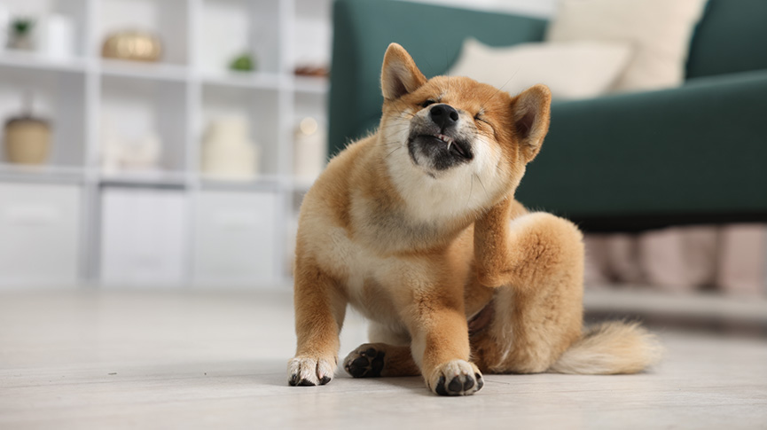 圖片 狗狗一直抓癢怎麼辦?5大皮膚痕癢原因| 檢查與處理方法全攻略