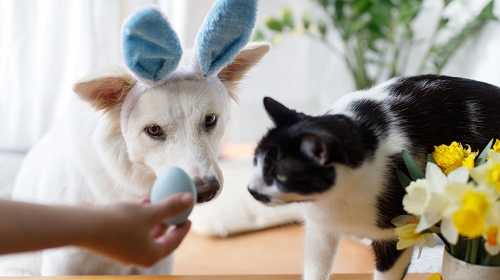 圖片 【毛孩復活節派對】尋蛋遊戲| DIY寵物零食| 派對裝扮指南與安全須知