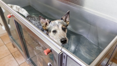 圖片 【寵物水底跑步機】狗狗水中跑步機好處| 愛犬復健與健身最佳選擇