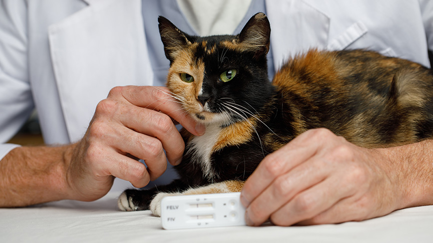 圖片 貓杯狀病毒全攻略：一文看懂症狀、治療及預防方法