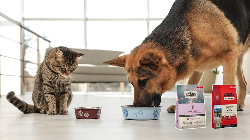 圖片 【ACANA愛肯拿評價】貓糧狗糧好唔好?營養成分、優缺點與選購指南