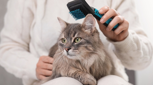 圖片 如何選擇貓梳？5招讓主子享受梳毛| 針梳、排梳推介