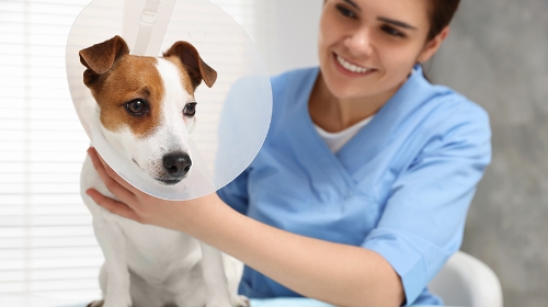 圖片 寵物微創絕育全攻略｜腹腔鏡手術優缺點、費用及術後護理懶人包