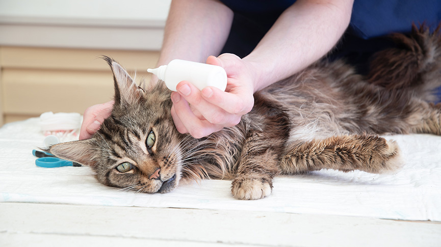 圖片 【貓咪驅蟲全攻略】驅蟲藥滴劑/口服點揀好？詳解內外寄生蟲預防方法